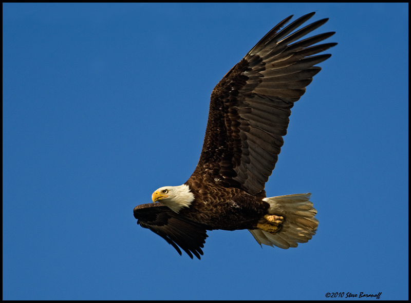 _0SB8966 american bald eagle.jpg